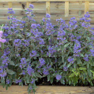 Caryopteris cland. Grand Bleu ®20