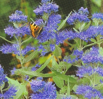 Caryopteris cland. Heavenly Blue 20