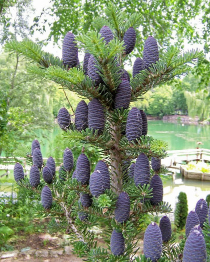 abies Koreana - a- copaci si plante diverse pt Romania