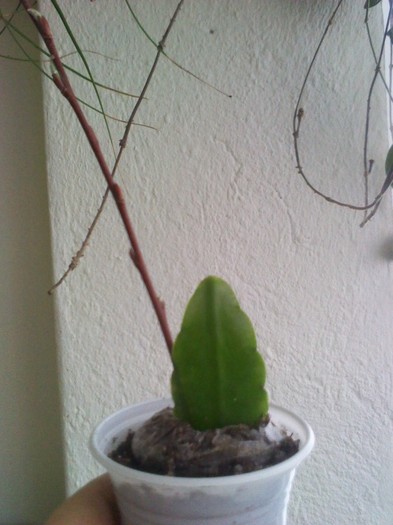 la inradacinat 13.02.2012 - schlumbergera 2011_2012