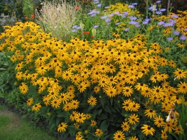 rudbeckia - 1 Plante pe care le doresc in gradina mea