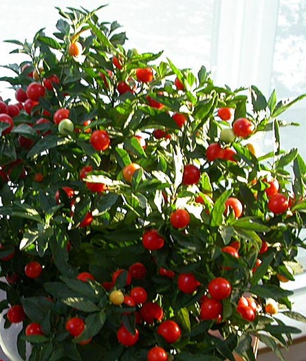 solanum - seminte arbusti ornamentali