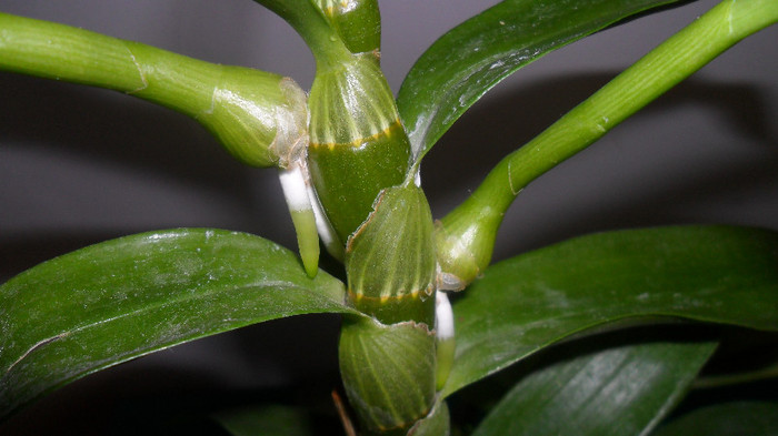 pui si keiki orhidee 001 - dendrobim nobile
