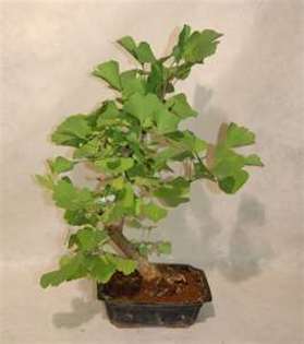 BONSAI  GINKGO