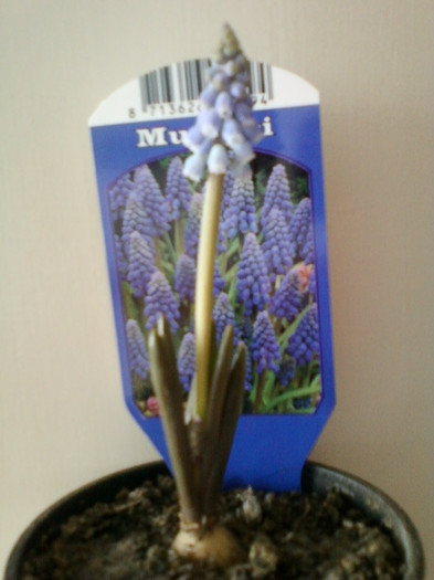 muscari a inflorit ! - februarie 2012