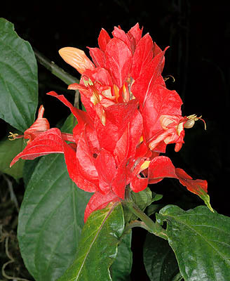 Ruellia colorata - Acanthaceae-poze net