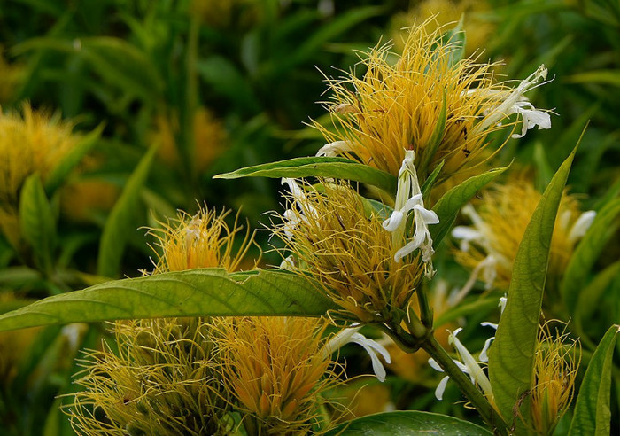 Schaueria flavicoma - Acanthaceae-poze net