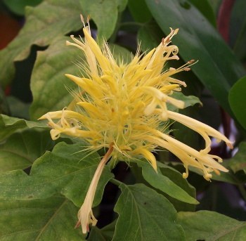 shaueria flavicoma - Acanthaceae-poze net