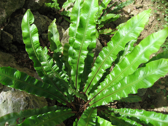 asplenium scolopendrium - a- copaci si plante diverse pt Romania