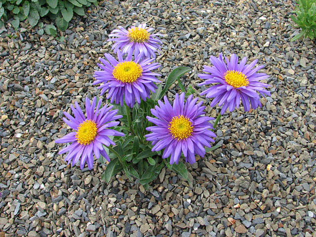 aster-alpinus - a- copaci si plante diverse pt Romania