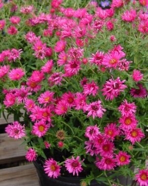 aster novae angliae - a- copaci si plante diverse pt Romania