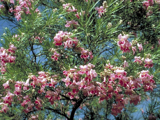 chilopsis linearis - a- copaci si plante diverse pt Romania