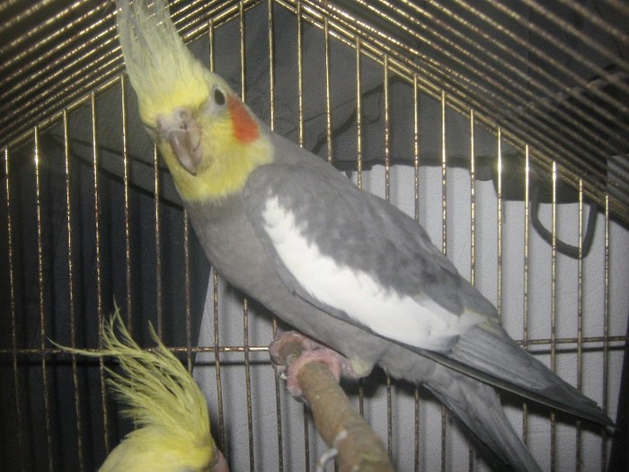 mascul - papagali nimfa