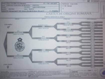 r-corbu de horodnic pedigree