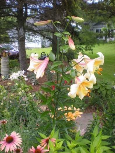 Lilium Orania