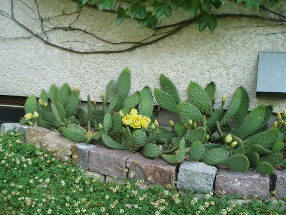 Opuntia-humifusa -31 C - a- copaci si plante diverse pt Romania