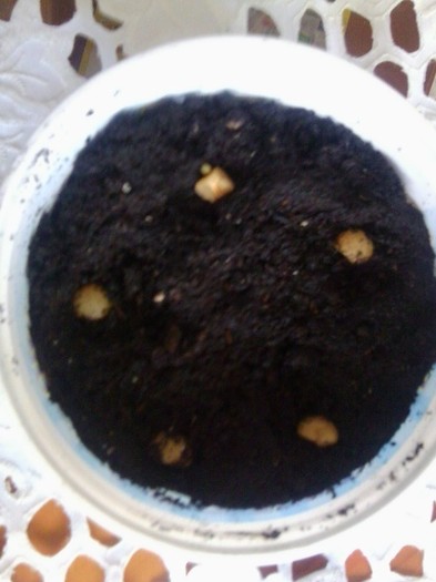 seminte clivia -la germinat