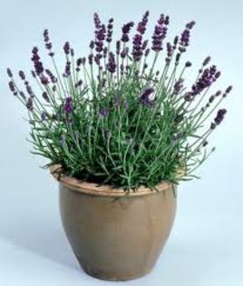 lavanda