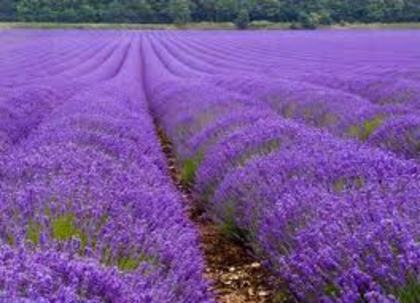 cultura de lavanda