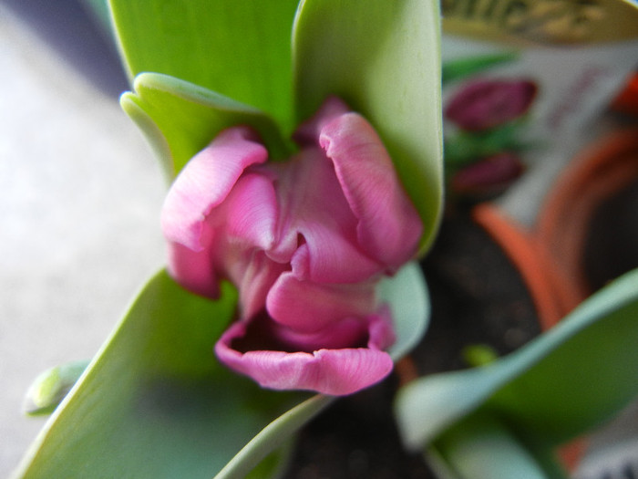 Tulipa Baby Blue (2012, February 17)