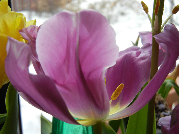 Tulipa Baby Blue (2012, February 26)