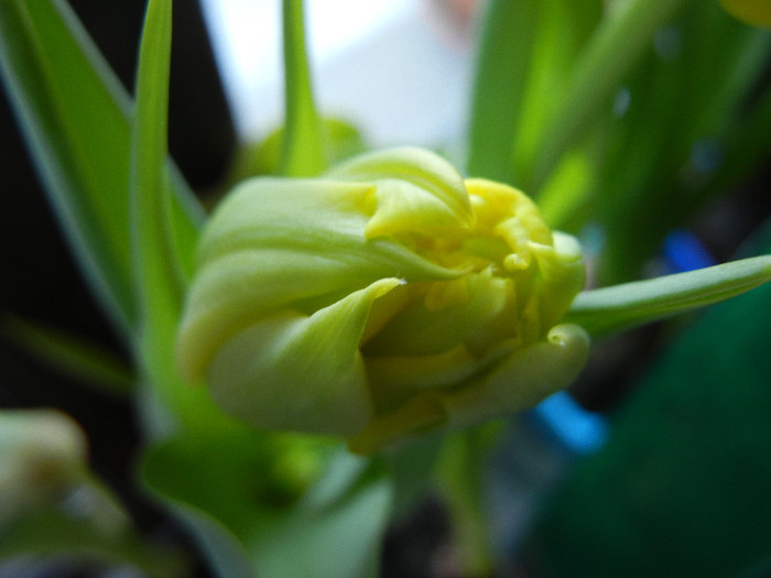 Tulipa Monte Carlo (2012, February 25)