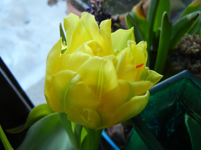 Tulipa Monte Carlo (2012, February 25)