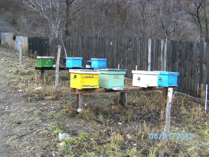 BILD0504; 6 famili de albine pentru inceput
