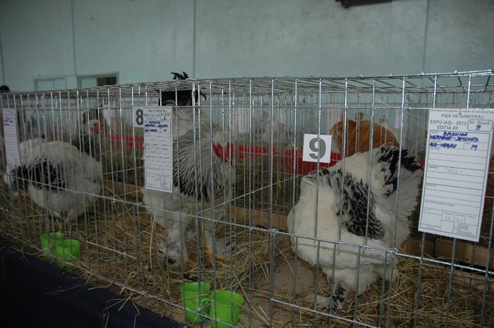 Brahma Herminat deschis-alb  negru - Expozitie  Iasi 2012