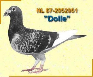 dolle... Aarden; Pedigree &quot; Zilvervosje&quot;
În anul 1975, `Dolle` a învins totul, obţinând locul 3 la concurs
