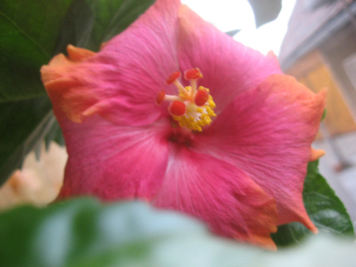 IMG_0816 - hibiscus