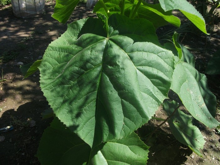 12-08-2011; Frunzele de paulownia in primul an de vegetatie.
