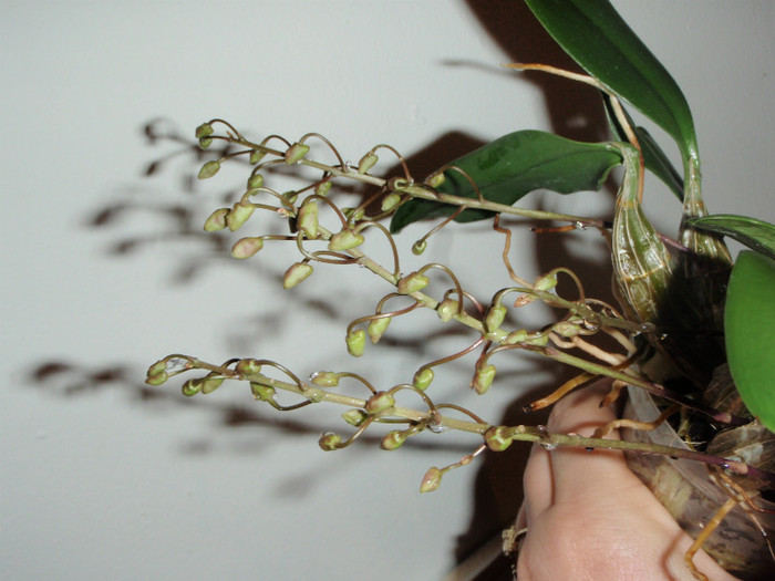 dendrobium aggregatum bobocei