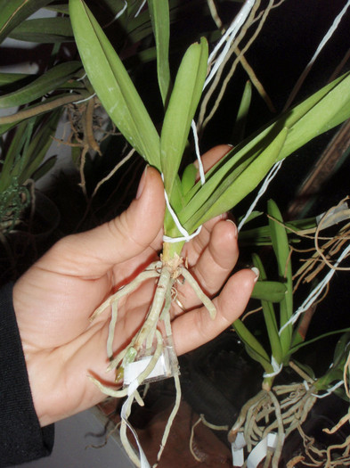 vanda radacina 9mar2012 - Vanda - pui