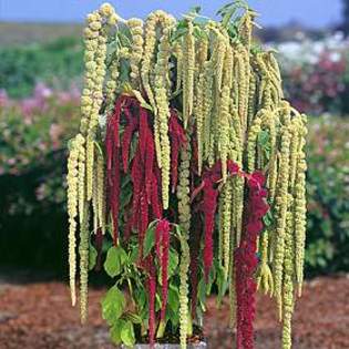 amaranthus cruentus