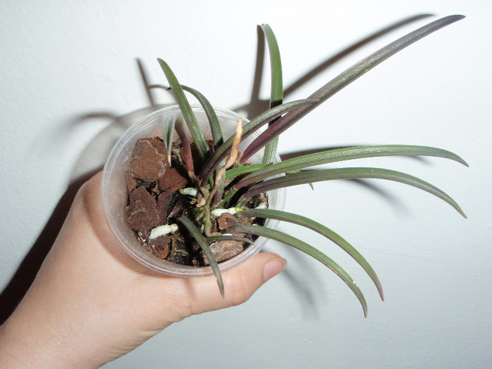 Brassavola David Sandler 13 mar 2012