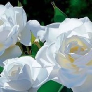 trandafiri-albi