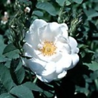 trandafir-alb-de-York