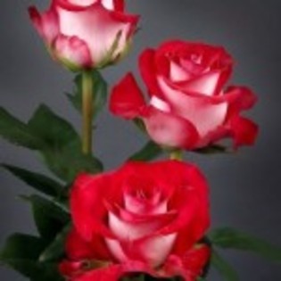 trandafiri_alb-rosii