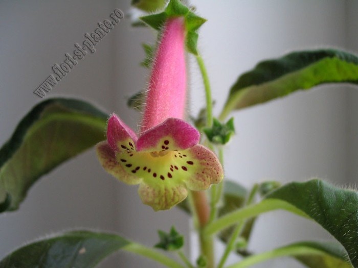 NEW - Kohleria Ylva - KOHLERIA I