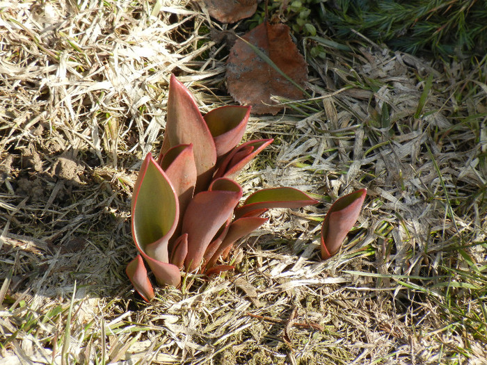 Tulips_Lalele (2012, March 14) - 03 Garden in March