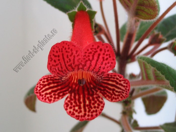 Kohleria Emil - KOHLERIA I