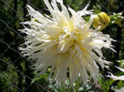 dalie cactus alba