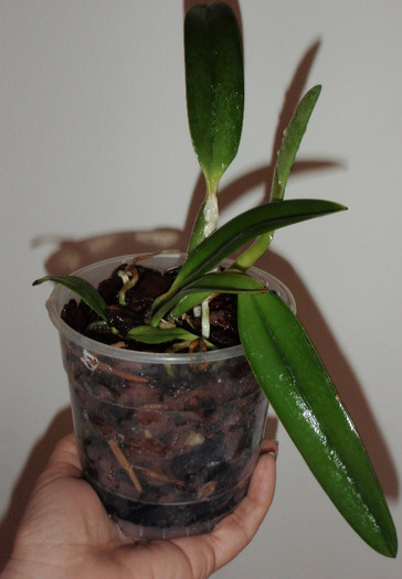 laelia jongheana