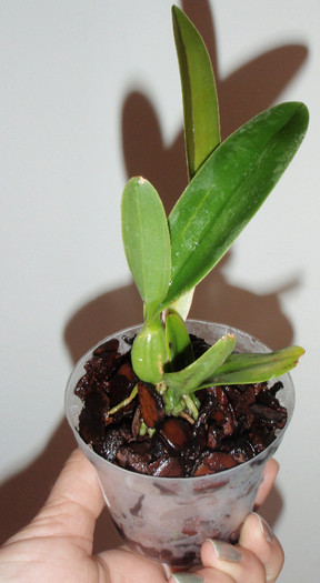 laelia anceps