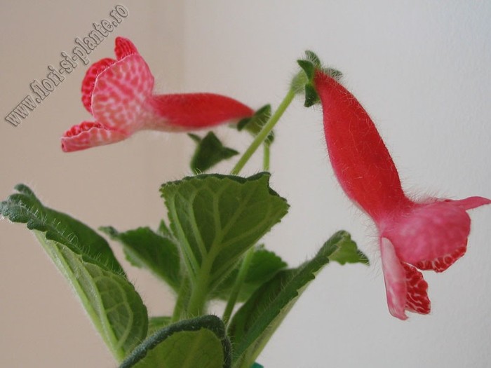 Kohleria Birgitta