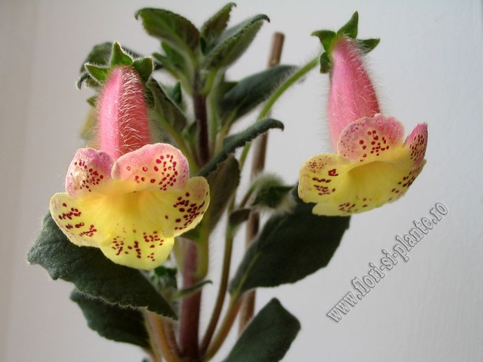 Kohleria Viktoria