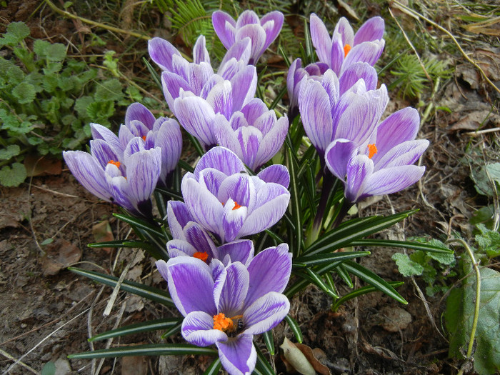 Crocus King of the Striped (2012, Mar.23) - Crocus King of the Striped