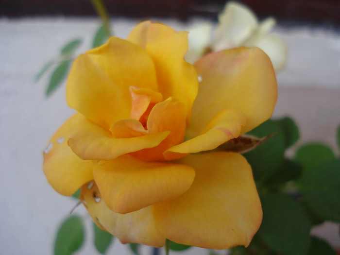 Yellow Miniature Rose (2009, Aug.28)