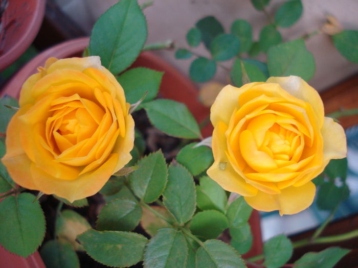 Yellow Miniature Rose (2009, Sep.16)
